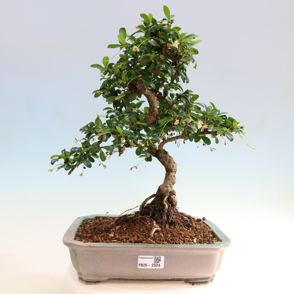 Pokojová bonsai - Carmona macrophylla - Čaj fuki
