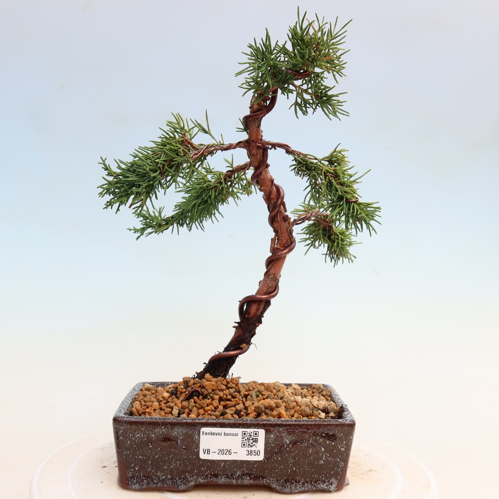 Venkovní bonsai - Juniperus chinensis Kishu -Jalovec čínský