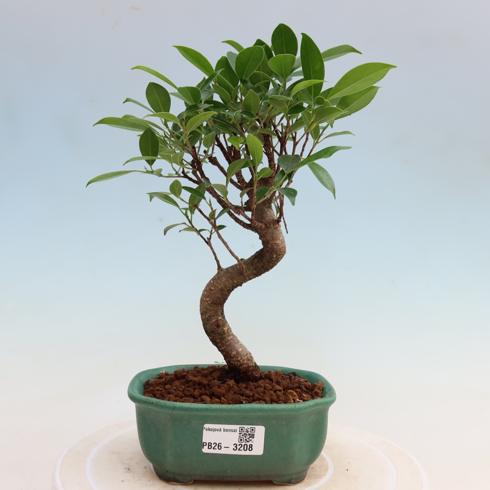 Pokojová bonsai - Ficus kimmen -  malolistý fíkus