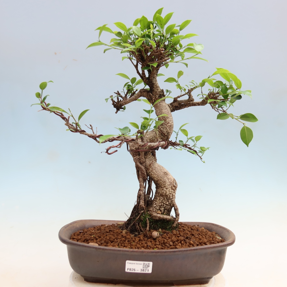 Pokojová bonsai - Ficus kimmen -  malolistý fíkus