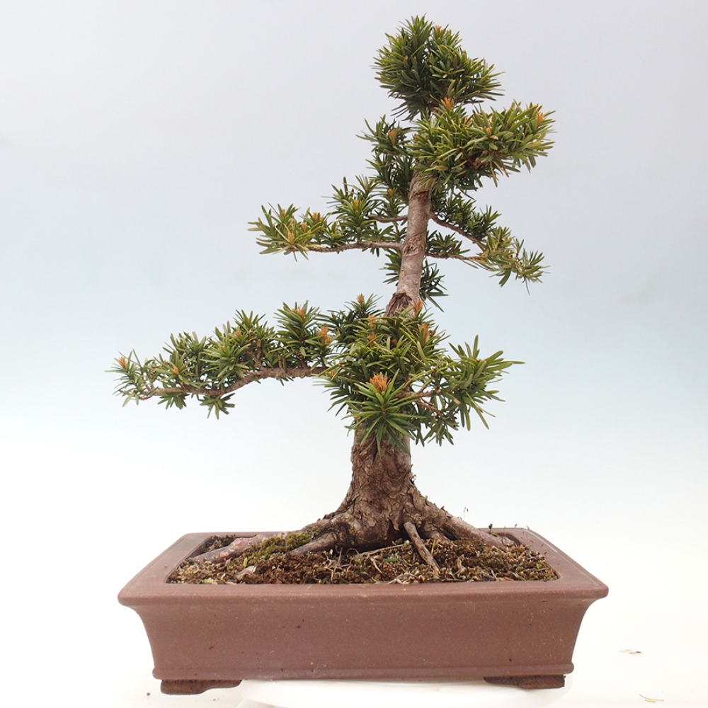 Venkovní bonsai - Taxus cuspidata  - Tis japonský