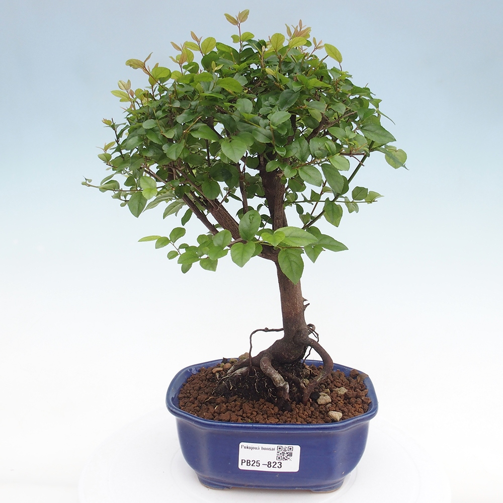Pokojová bonsai - Sagerécie thea - Sagerécie thea