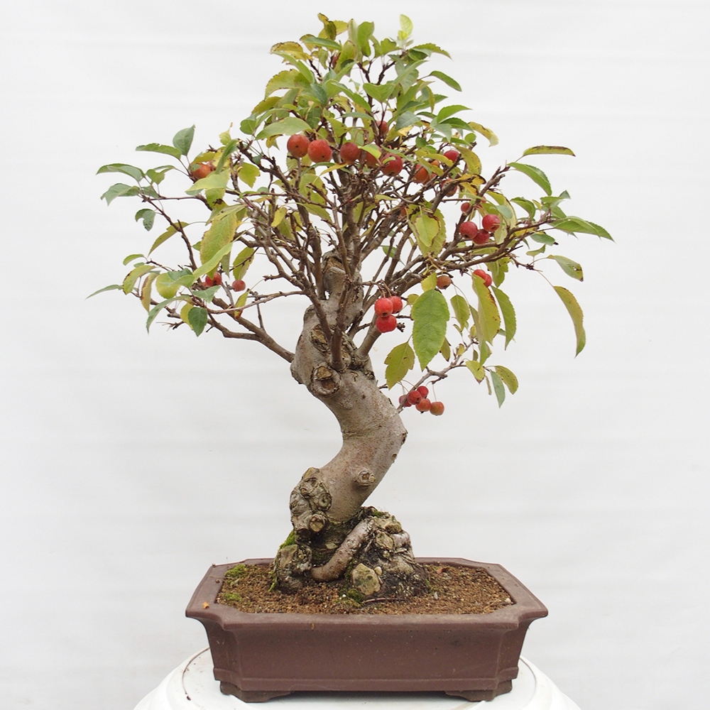 Venkovní bonsai -Malus halliana - Maloplodá jabloň