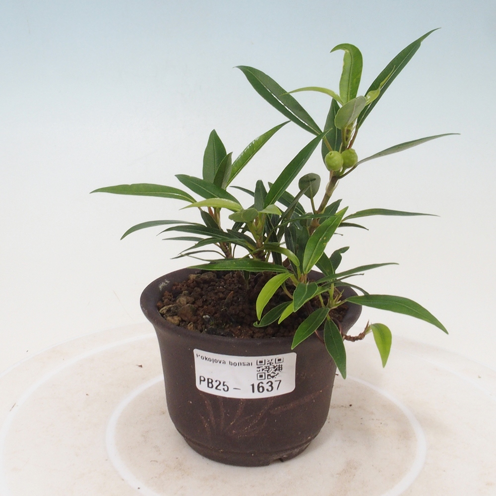 Pokojová bonsai - Ficus nerifolia -  malolistý fíkus