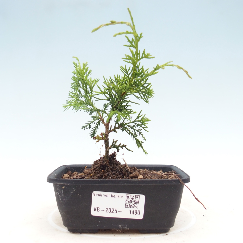 Venkovní bonsai - Juniperus chinensis Itoigawa -Jalovec čínský
