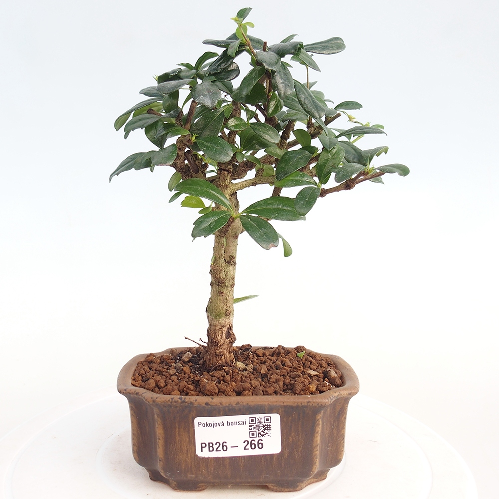 Pokojová bonsai - Carmona macrophylla - Čaj fuki