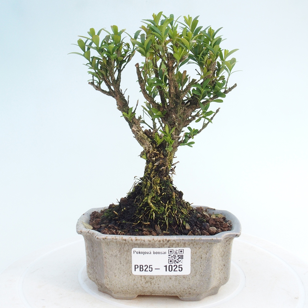 Pokojová bonsai - Buxus harlandii - korkový buxus