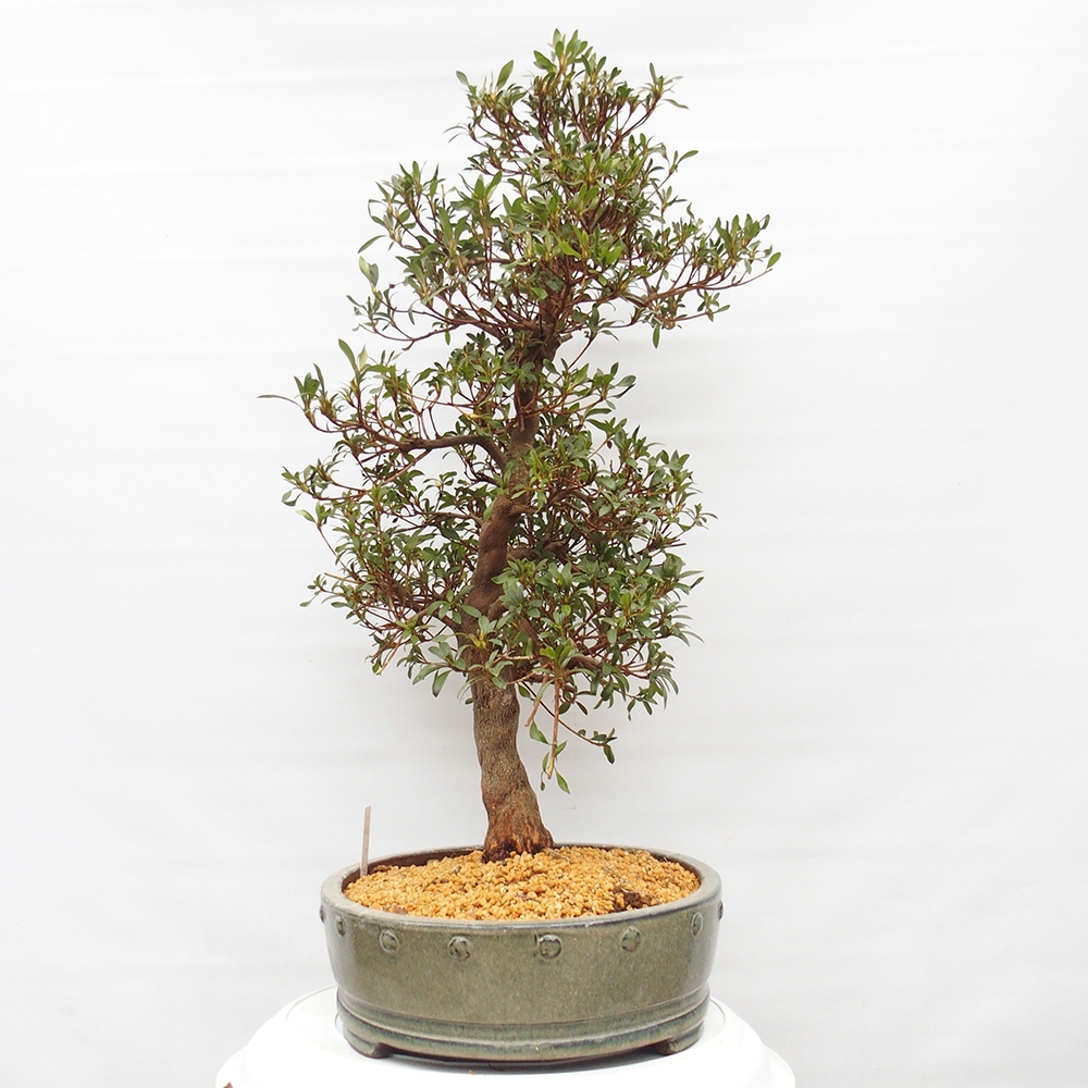 Venkovní bonsai - Japonská azalka - Azalea Chihiro