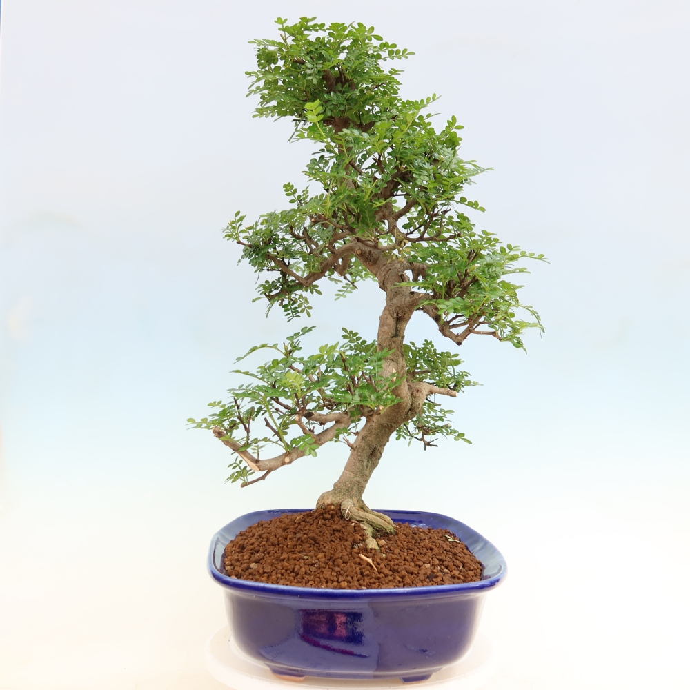 Pokojová bonsai - Zantoxylum piperitum - pepřovník
