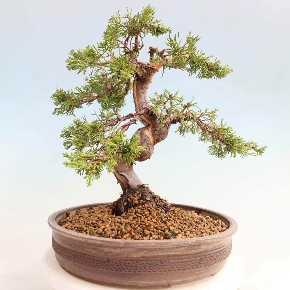 Venkovní bonsai - Juniperus chinensis Itoigawa-Jalovec čínský