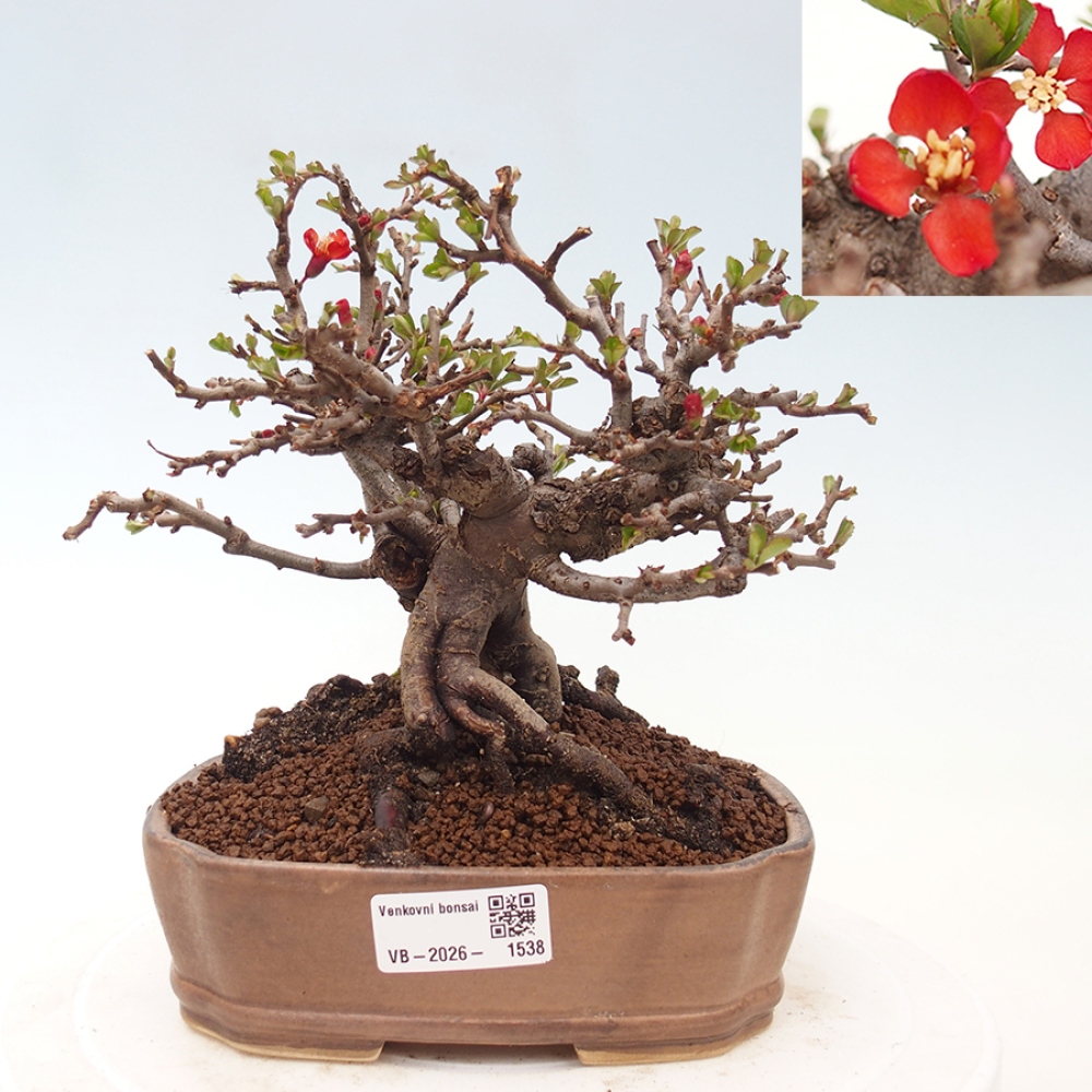 Venkovní  bonsai -  Chaneomeles speciosa - Kdoulovec ozdobný