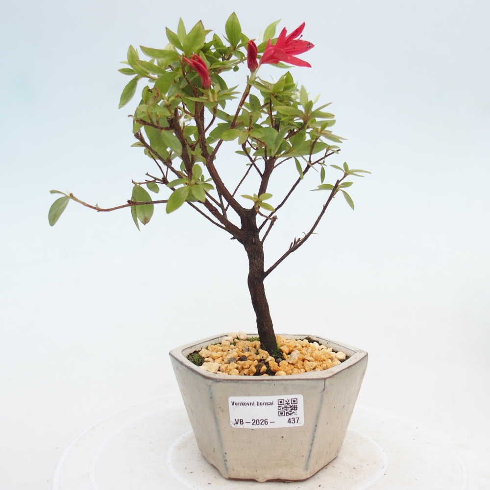 Venkovní bonsai - Japonská azalka - Azalea sp.