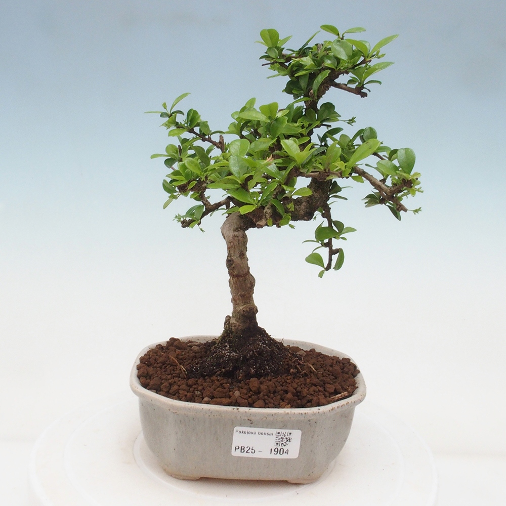 Pokojová bonsai - Carmona macrophylla - Čaj fuki