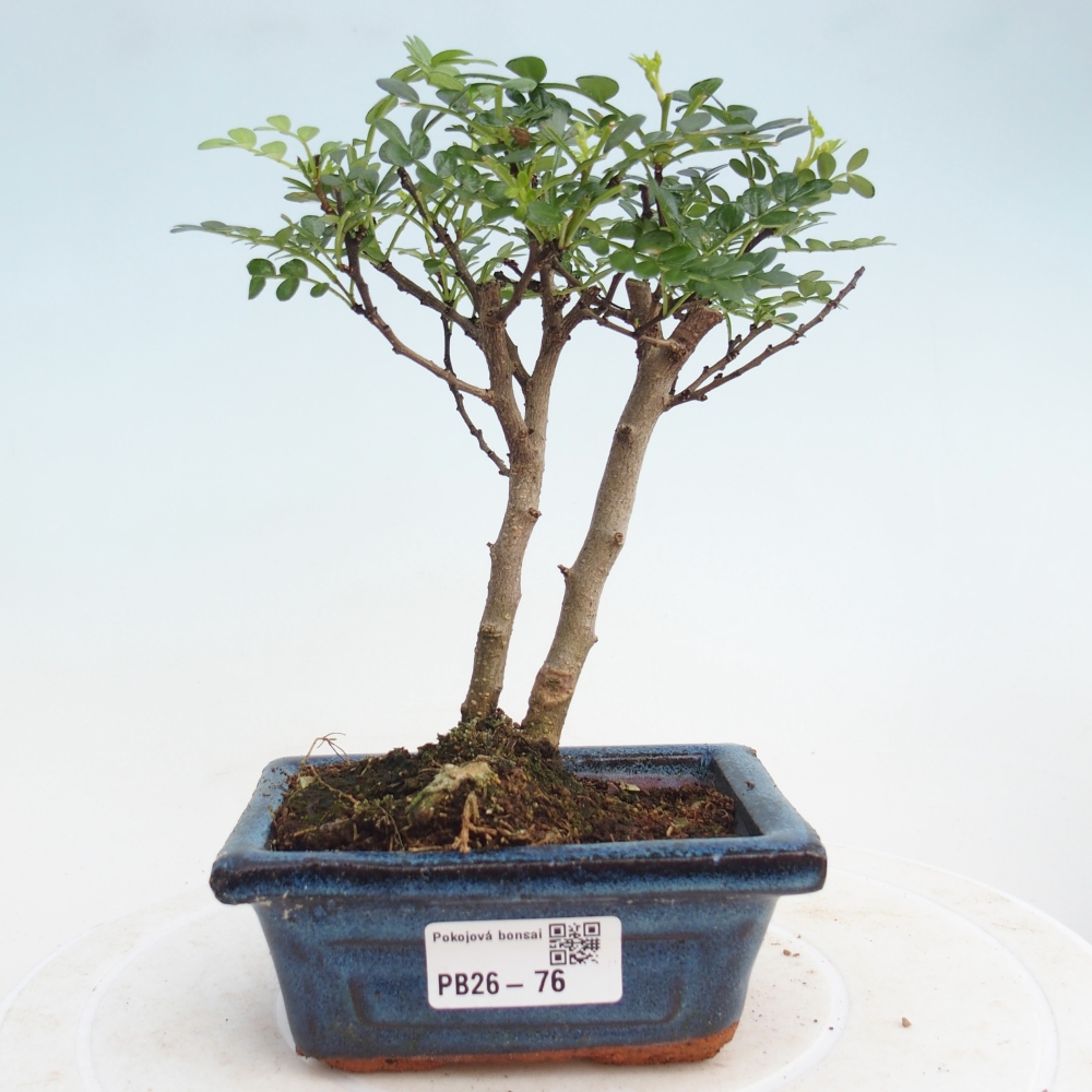 Pokojová bonsai - Zantoxylum piperitum - pepřovník