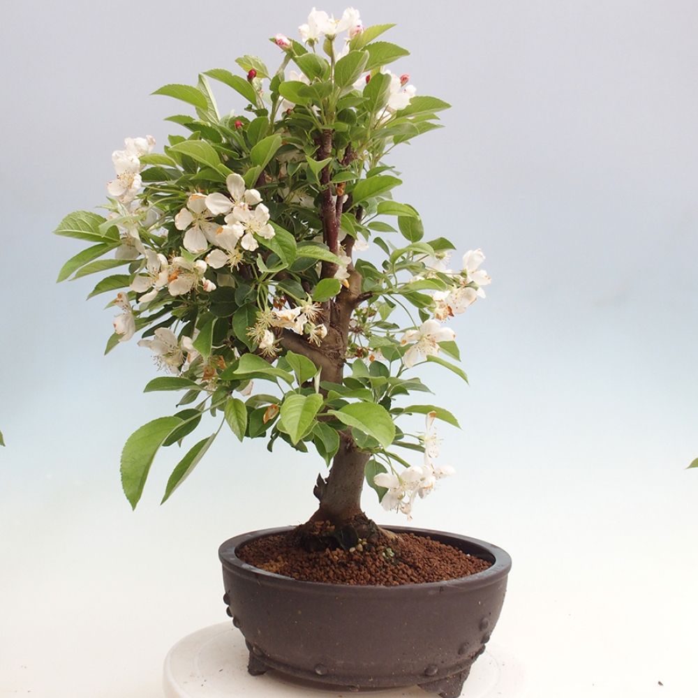 Venkovní bonsai -Malus halliana - Maloplodá jabloň