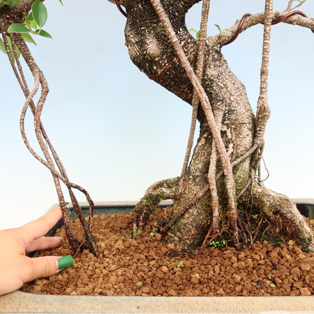 Pokojová bonsai - Ficus kimmen -  malolistý fíkus