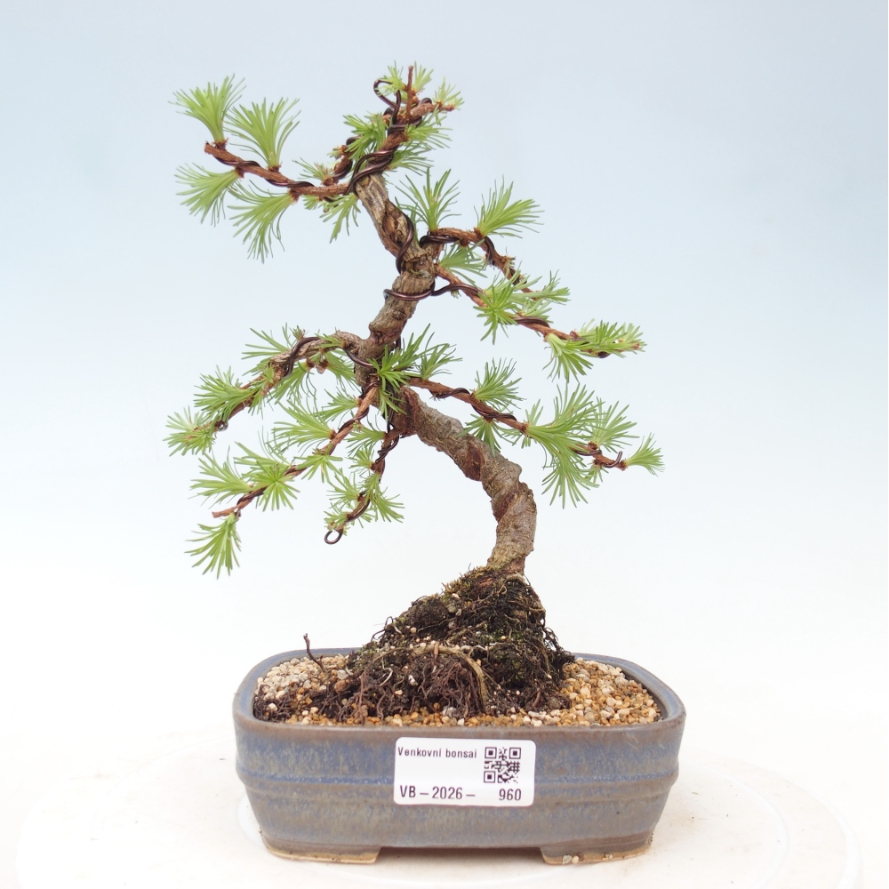 Venkovní bonsai - Larix Kaempferi - Modřín japonský