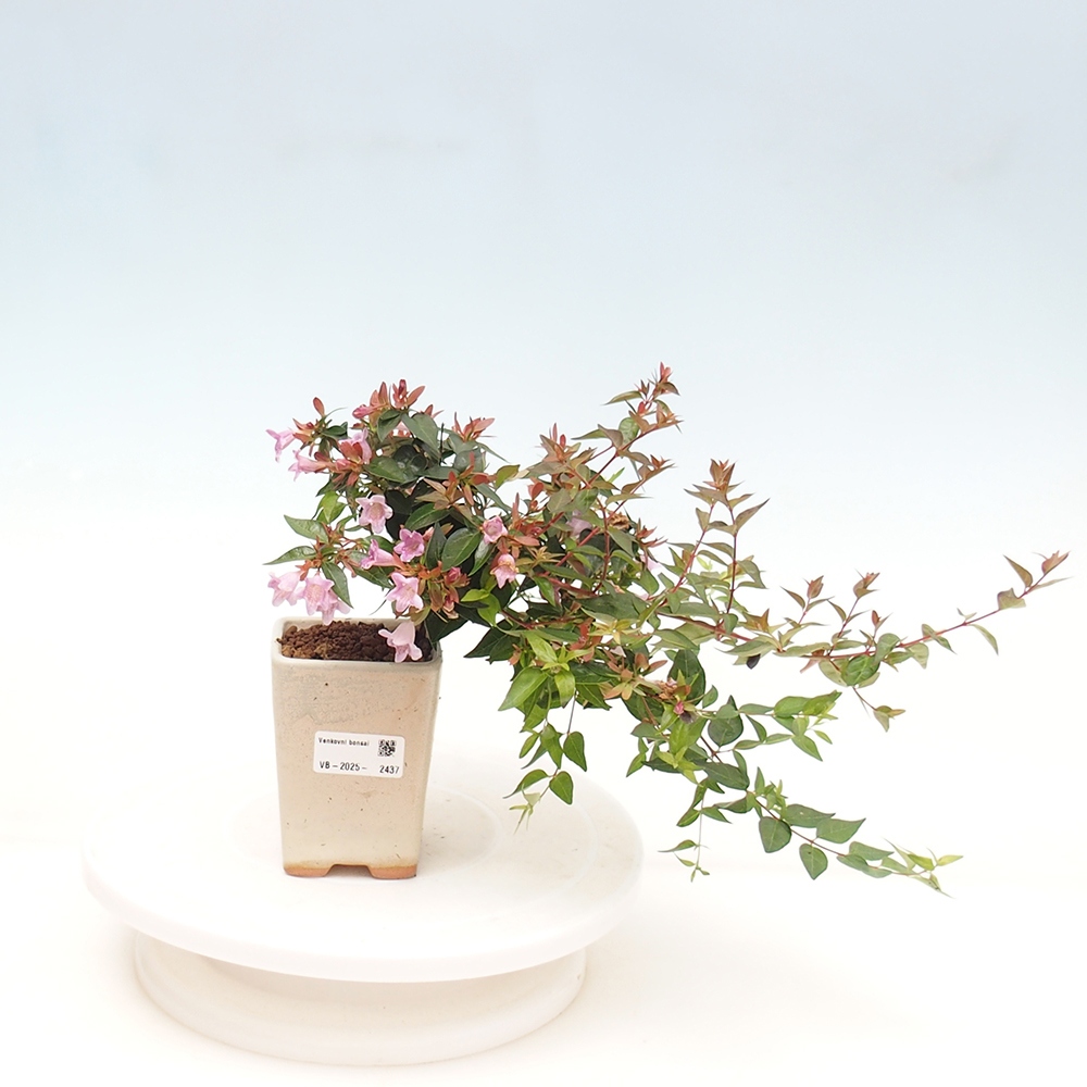 Venkovní bonsai - Abelia Grandiflora - Abélie velkokvětá