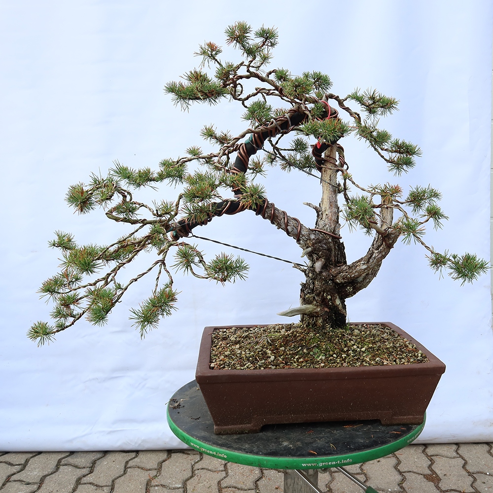 Pinus sylvestris Španělsko - borovice lesní