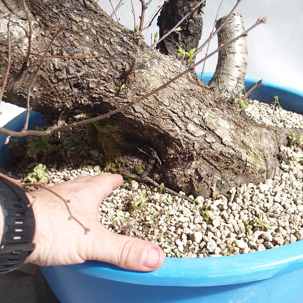 Venkovní bonsai -Mahalebka - Prunus mahaleb