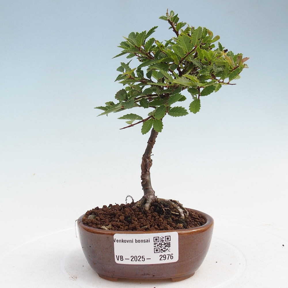 Venkovní bonsai - Ulmus parvifolia Sagei - Malolistý jilm