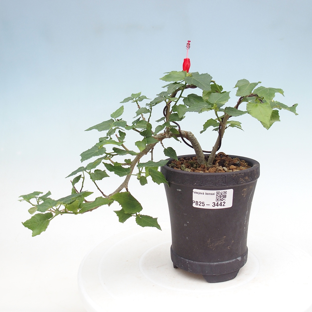 Pokojová bonsai - Malvaviscus arboreus - ibiškovec dřevnatý