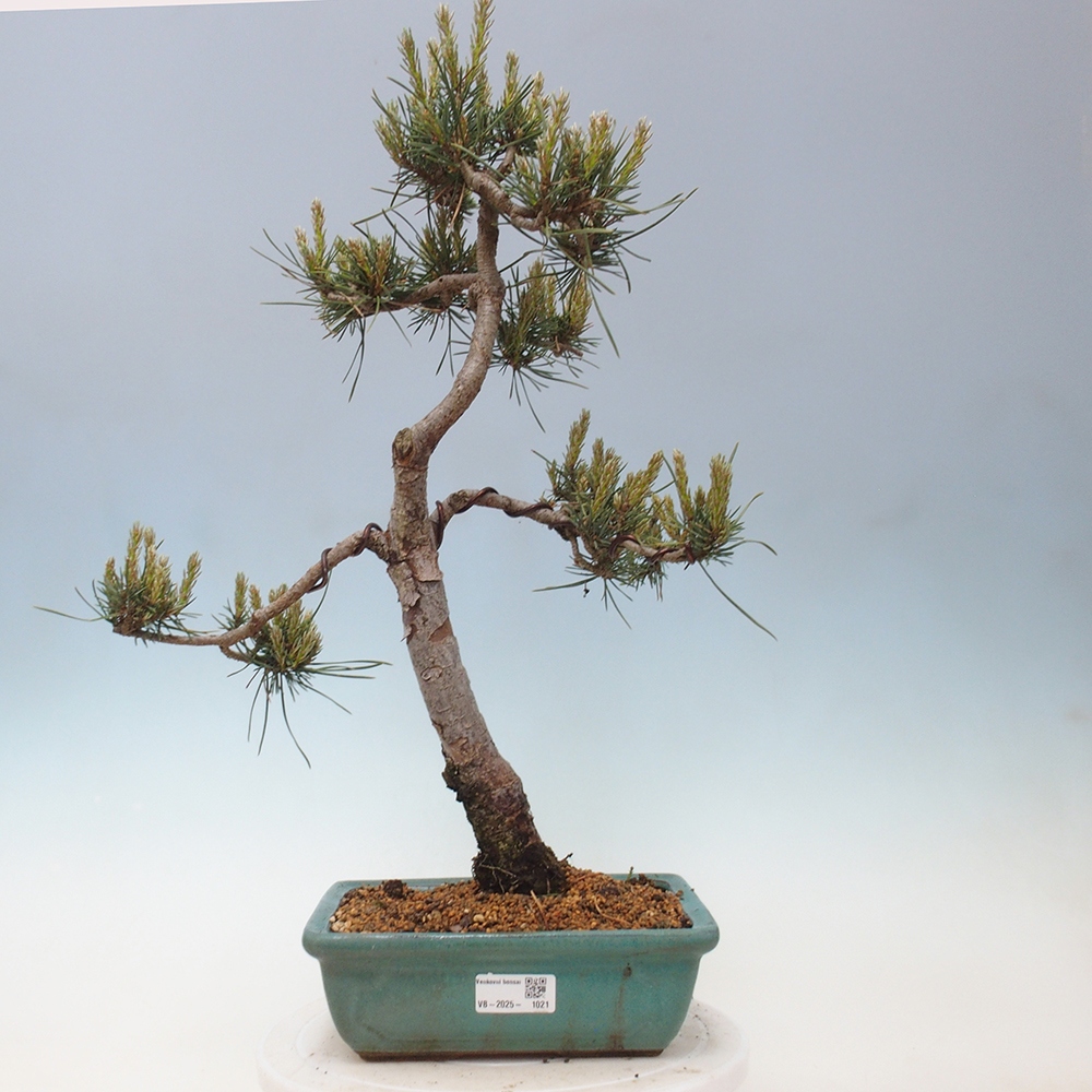 Venkovní bonsai - Pinus Sylvestris Watererri - Borovice lesní