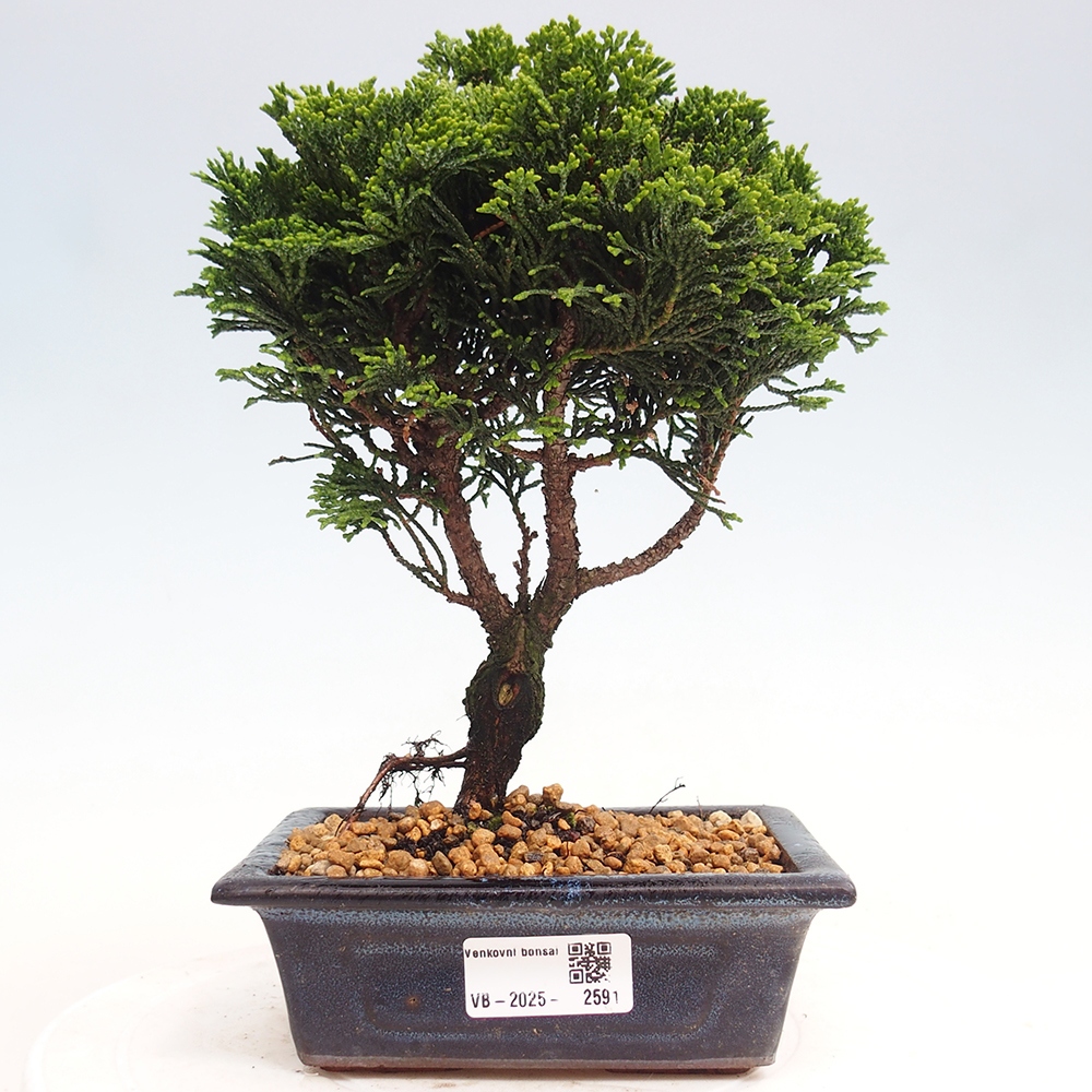 Venkovní bonsai - Cham.pis obtusa Nana Gracilis - Cypřišek