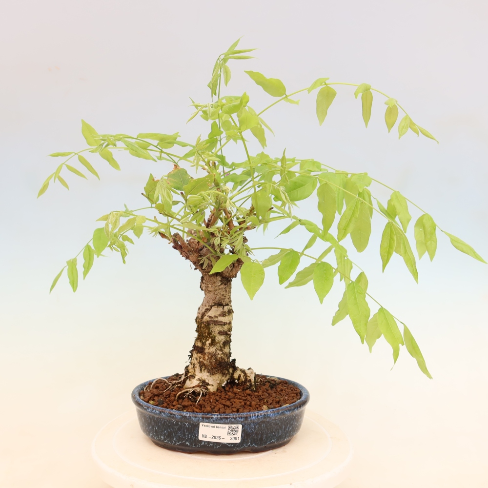 Venkovní bonsai - Vistarie květnatá - Wisteria floribunda
