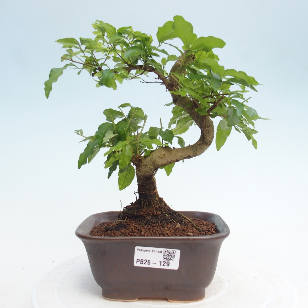 Pokojová bonsai -Ligustrum chinensis - Ptačí zob