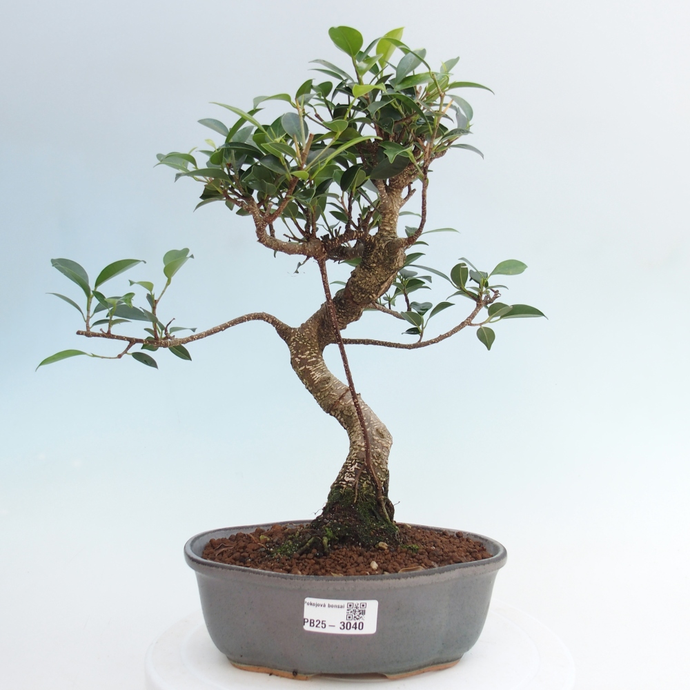 Pokojová bonsai - Ficus retusa -  malolistý fíkus