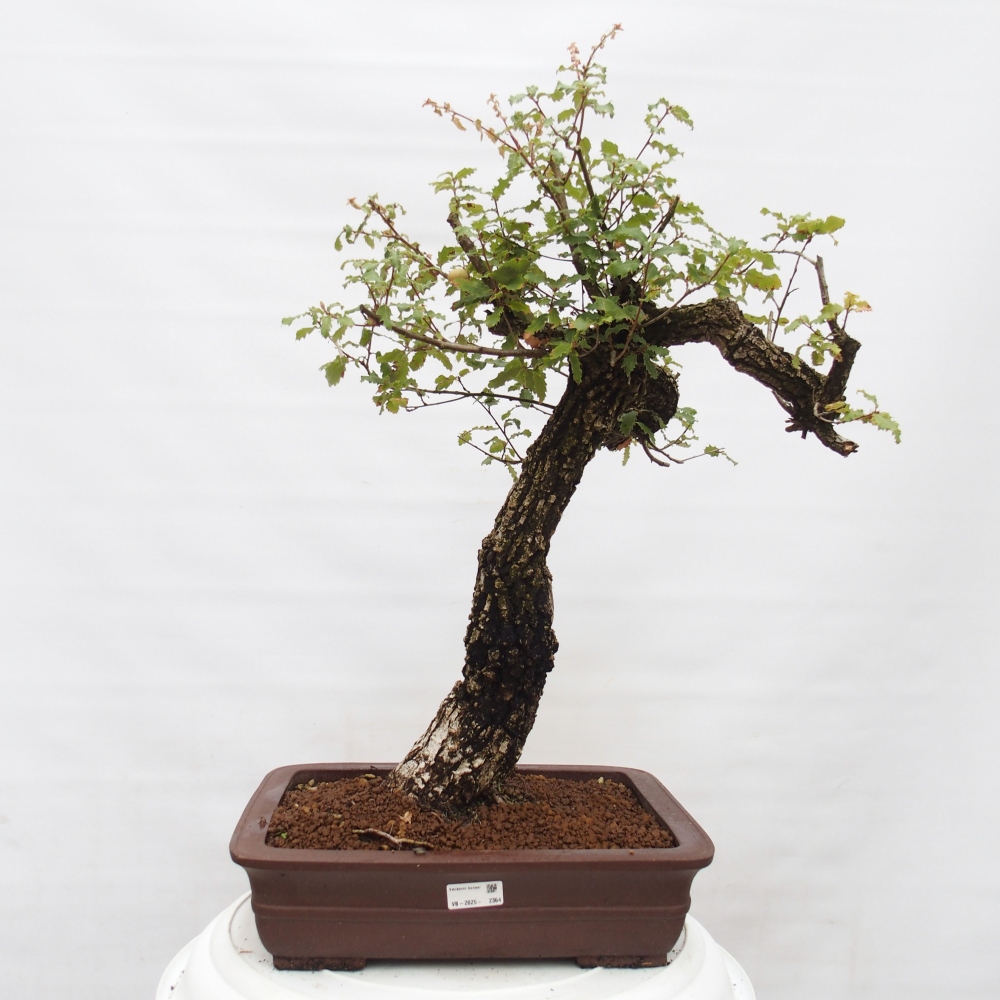 Yamadori - Quercus Ilex -Dub cesmínovitý