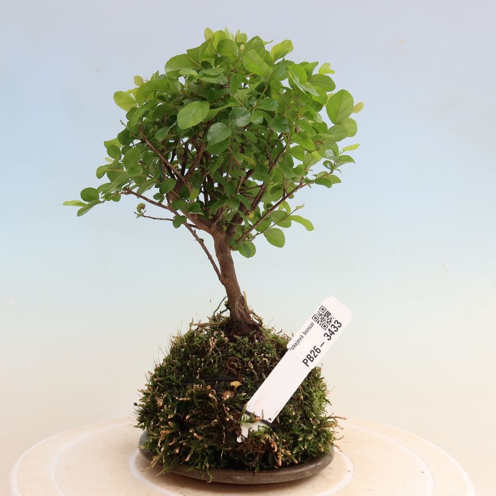 Kokedama s podmiskou - Sagerécie thea - Sagerécie thea