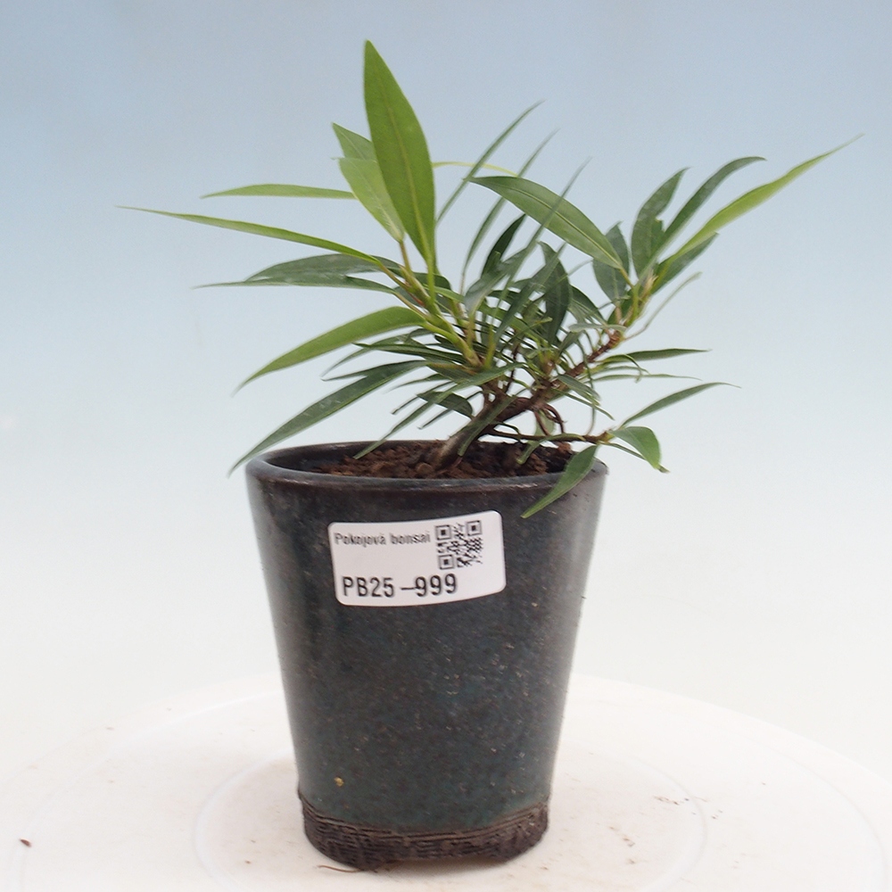 Pokojová bonsai - Ficus nerifolia -  malolistý fíkus