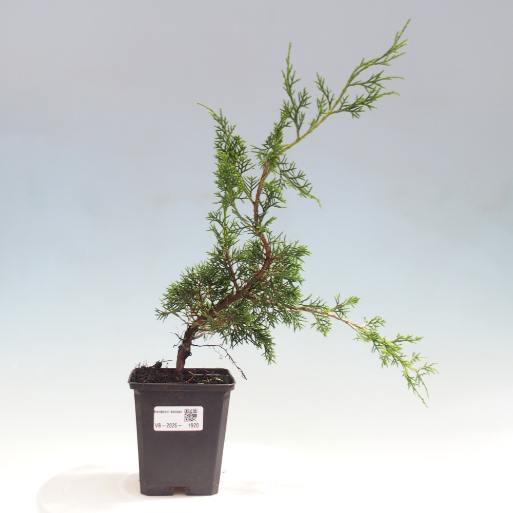 Venkovní bonsai - Juniperus chinensis Itoigawa -Jalovec čínský