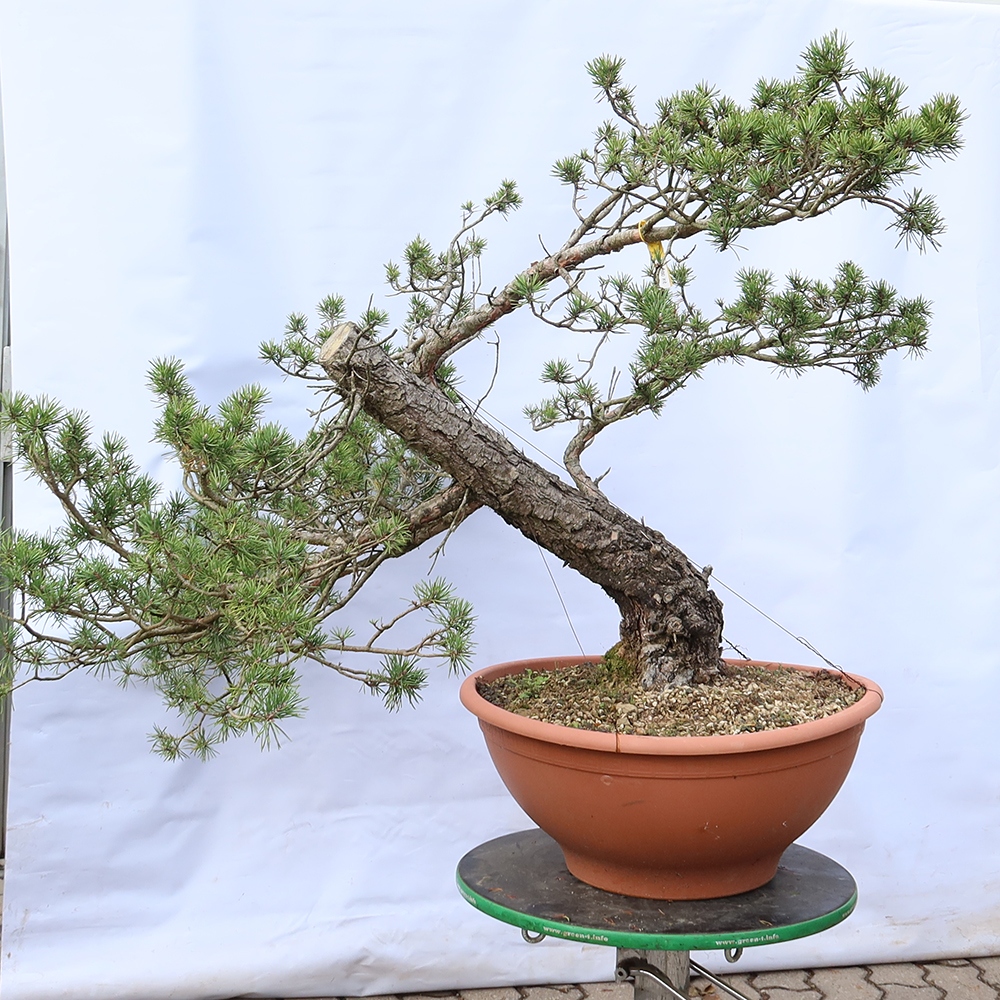 Pinus sylvestris Španělsko - borovice lesní