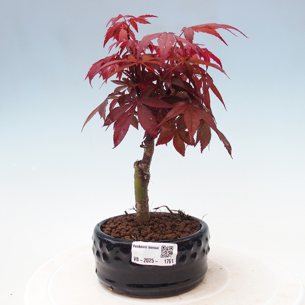 Venkovní bonsai - Acer palm. Atropurpureum-Javor dlanitolistý