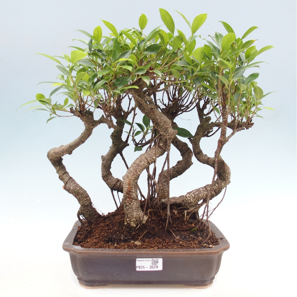 Pokojová bonsai - Ficus kimmen -  malolistý fíkus