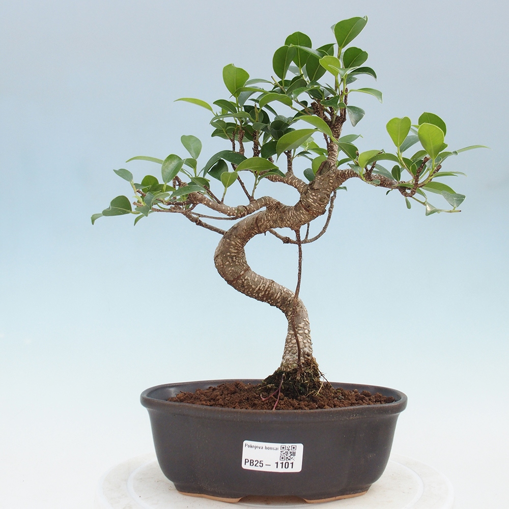 Pokojová bonsai - Ficus retusa -  malolistý fíkus
