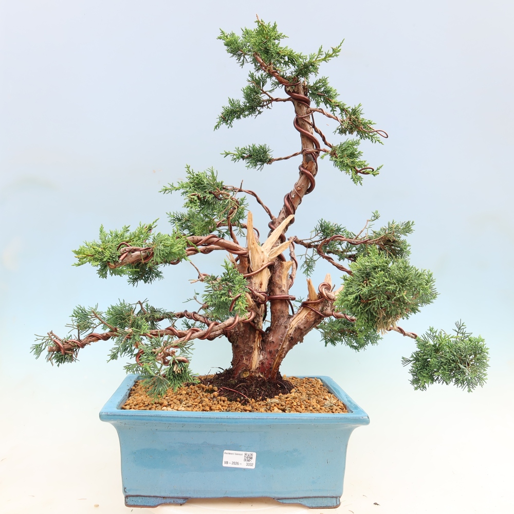Venkovní bonsai - Juniperus chinensis Kishu -Jalovec čínský