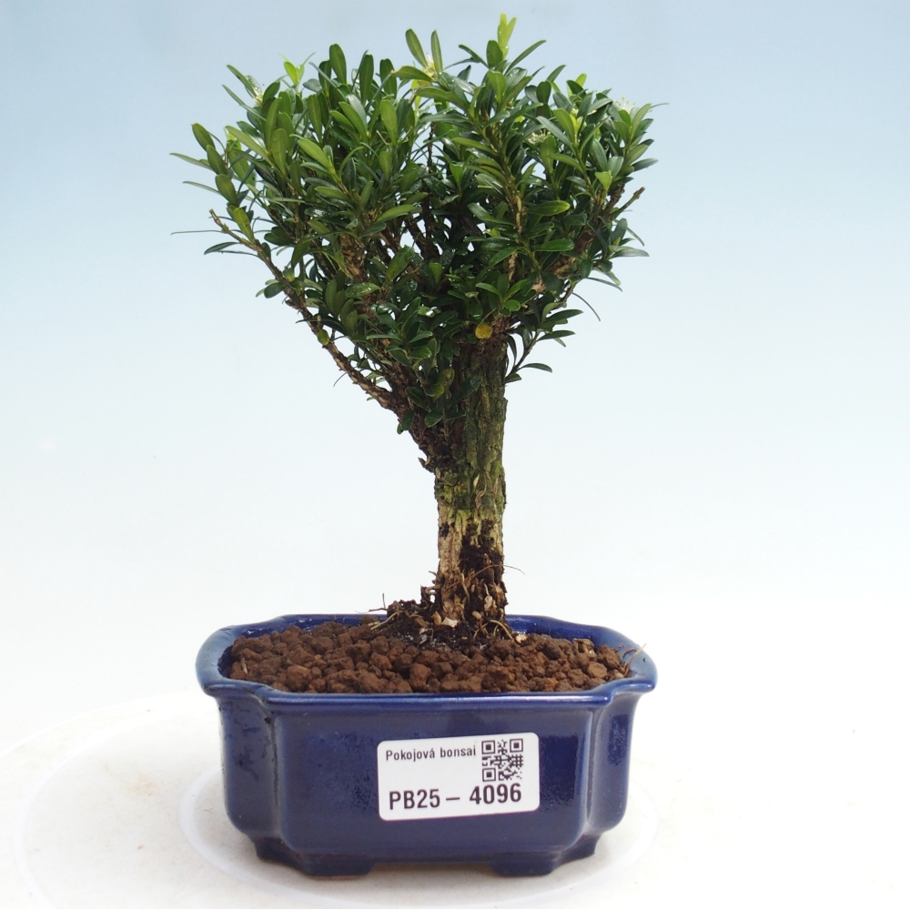 Pokojová bonsai - Buxus harlandii -korkový buxus