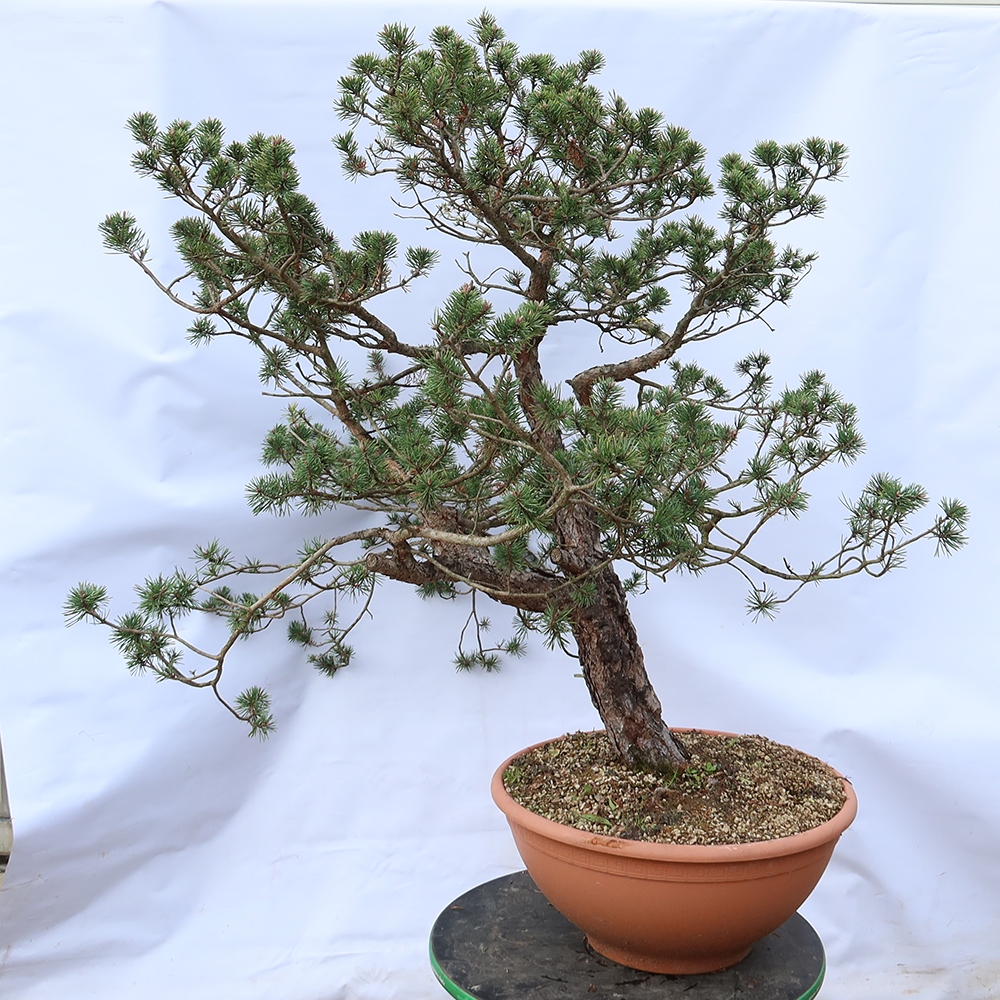 Pinus sylvestris Španělsko - borovice lesní