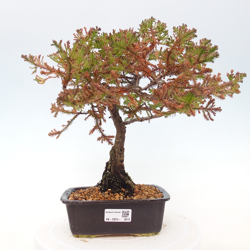Venkovní bonsai - Chamaecyparis thyoides - Cypřišek zeravovitý