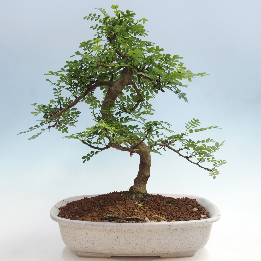 Pokojová bonsai - Zantoxylum piperitum - pepřovník