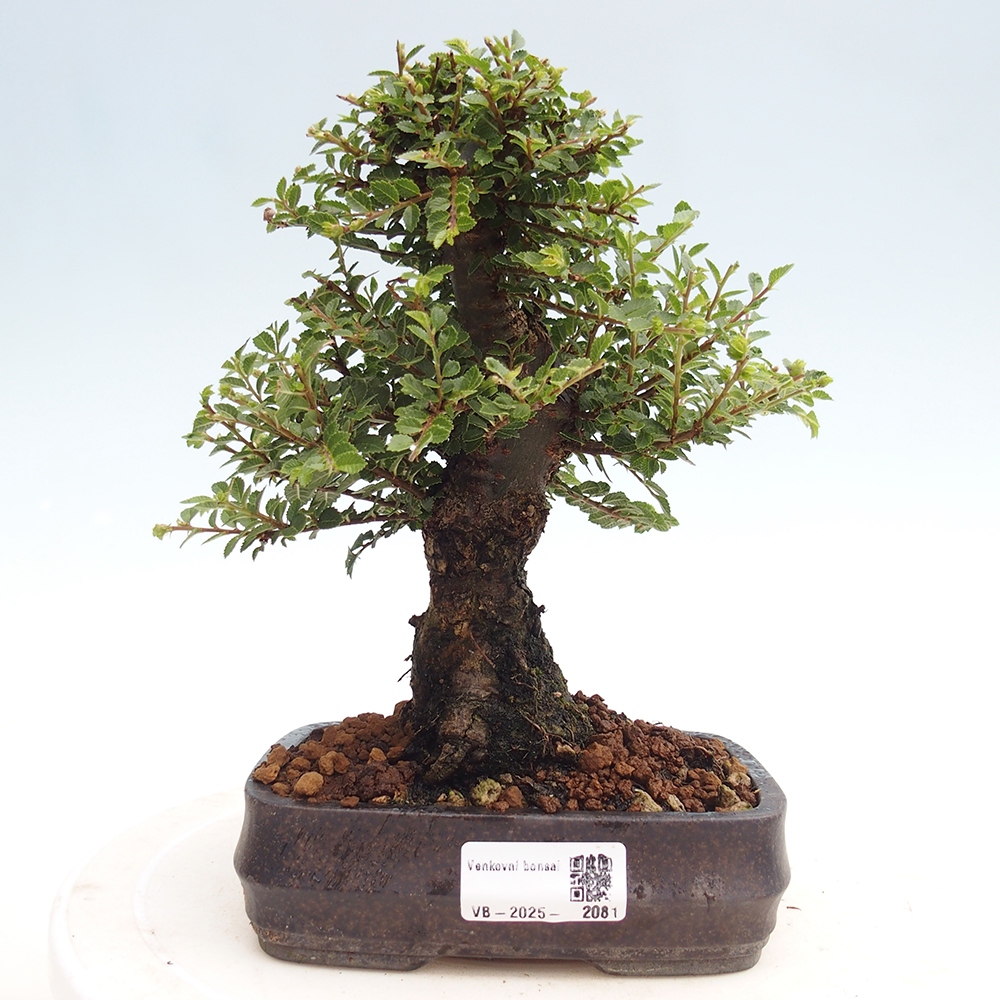 Venkovní bonsai - Ulmus parvifolia Hokkaido - jilm Čínský