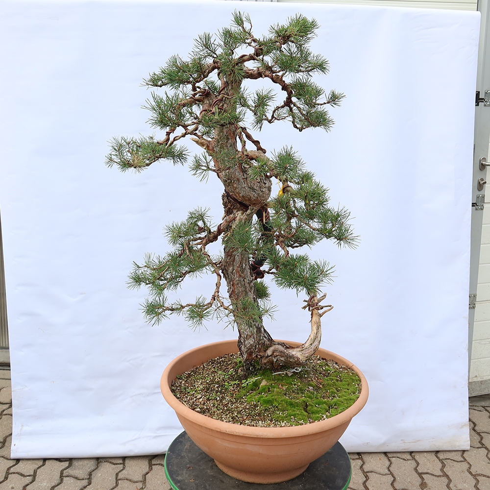Pinus sylvestris Španělsko - borovice lesní