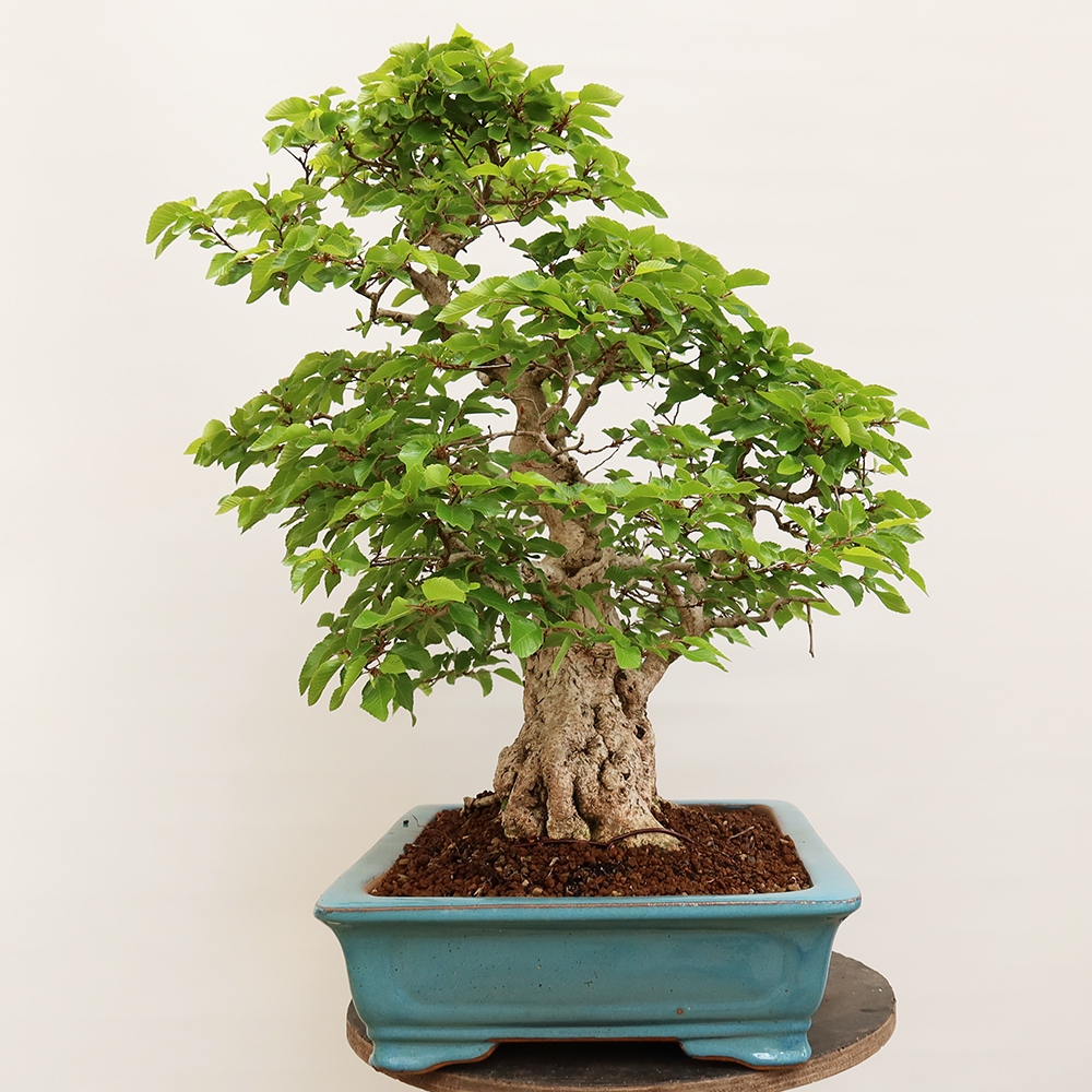 Venkovní bonsai -Carpinus Coreana - Habr korejský