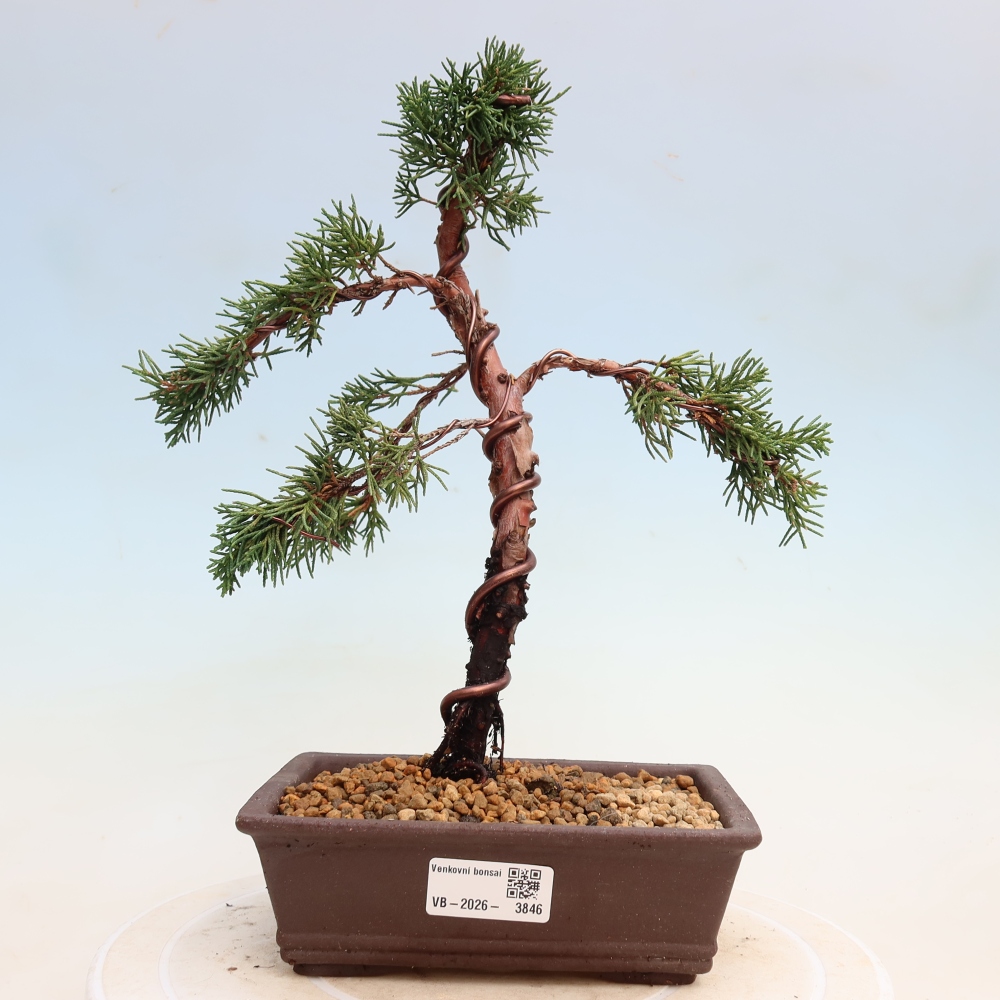 Venkovní bonsai - Juniperus chinensis Kishu -Jalovec čínský