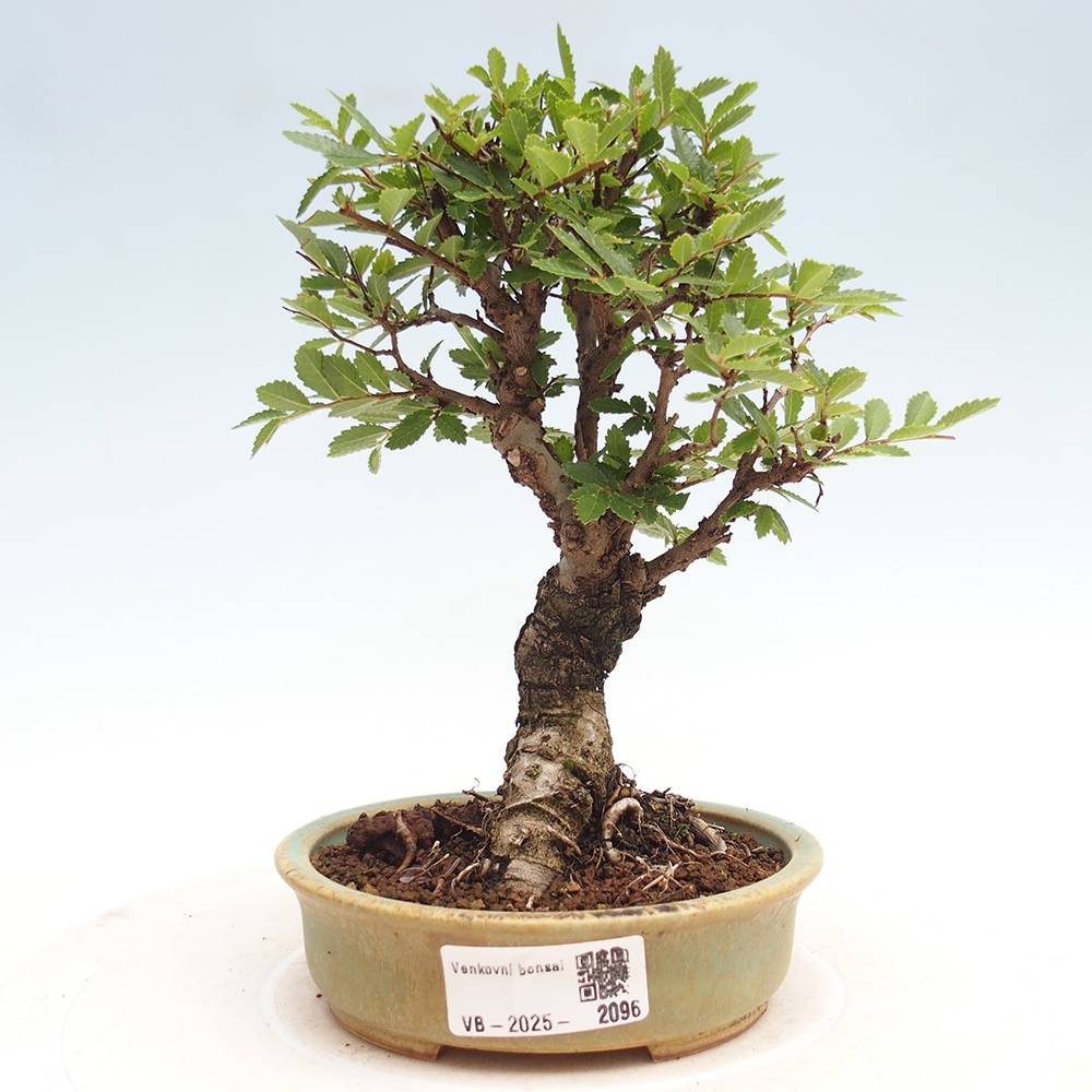 Venkovní bonsai - Zelkova - Zelkova NIRE