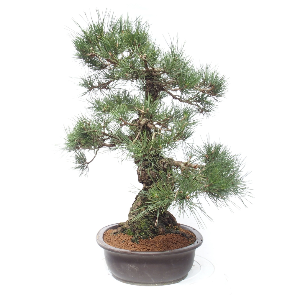 Venkovní bonsai - Pinus thunbergii - Borovice thunbergova